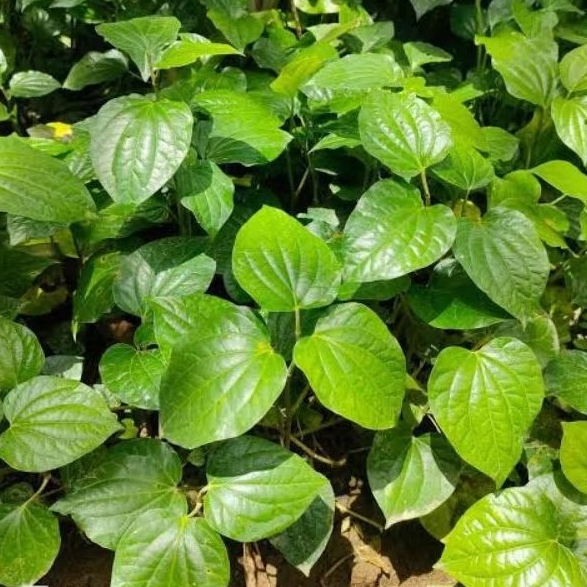 

Daun Sirih Tanah Daun Kaduk Daun Karuk Daun Herbal Segar Organik