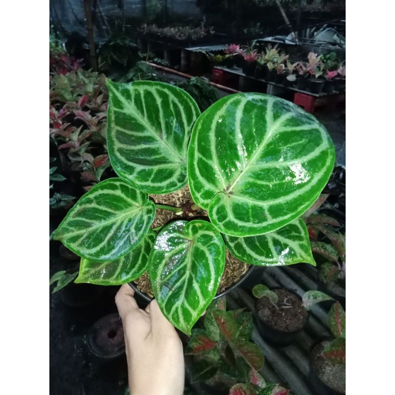 Tanaman hias Dorayaki Kuping Gajah