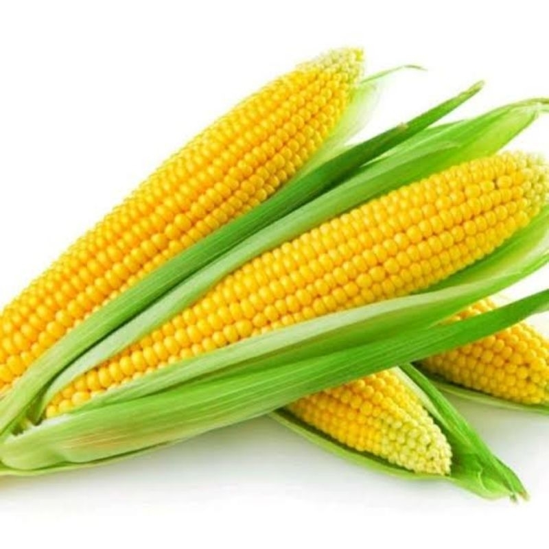 

jagung manis 1kg