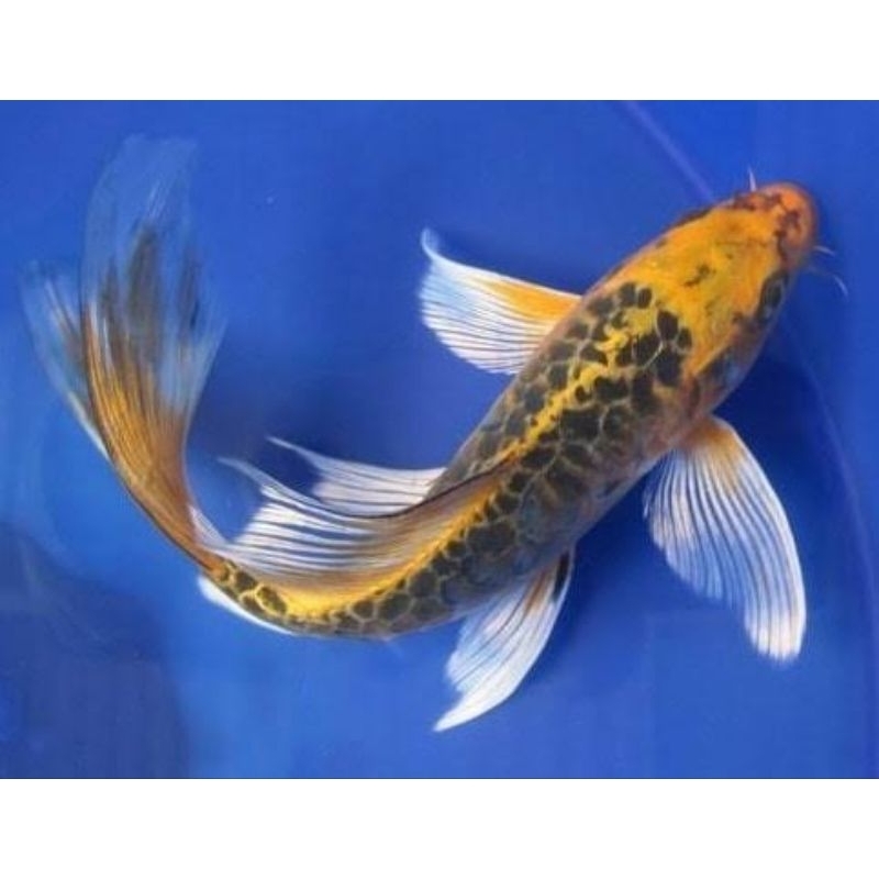 Paket 20 Ekor Ikan Hias Koi Metalik Slayer 6-7 Cm