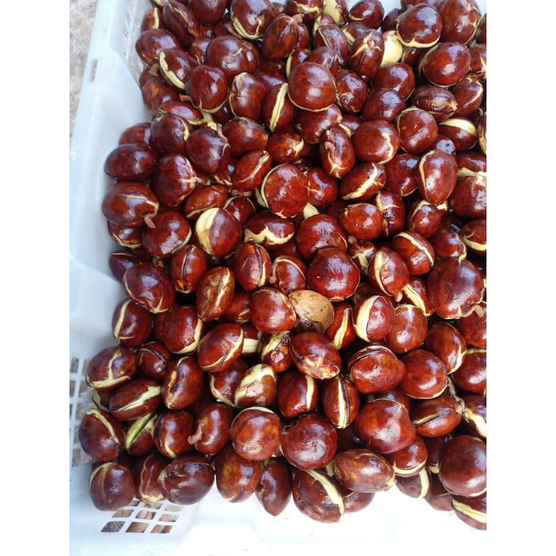 

Jengkol Rendam - Beweh