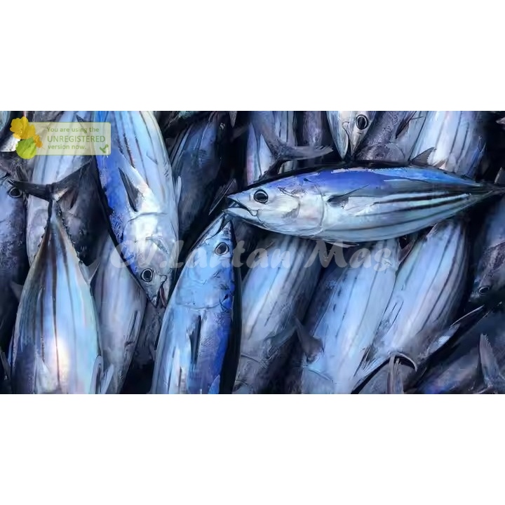 

Ikan Cakalang Segar Ikan Tongkol Cakalang Segar 1Kg