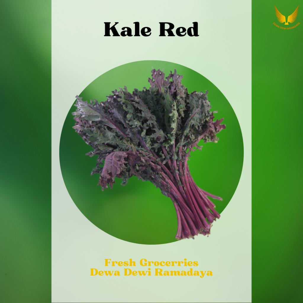 

Kale Red Organik Dewa Dewi Rama Daya