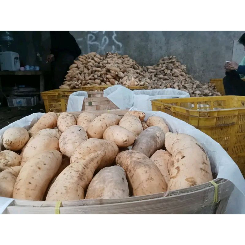 

Ubi madu AB 3 kg fresh mentah bersih siap oven ubi madu wonogiri