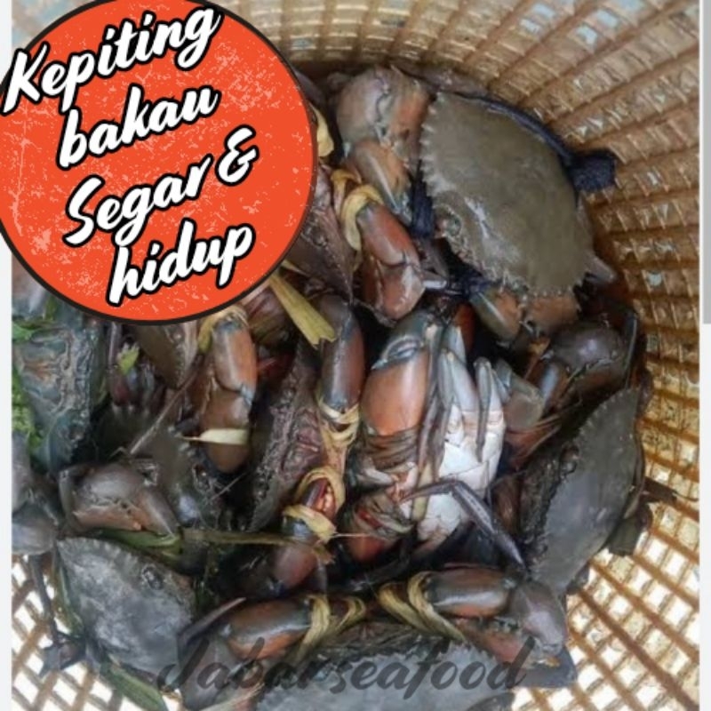 

KEPITING BAKAU FRESH & MASIH HIDUP MURAH