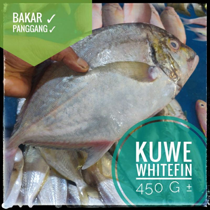 

IKAN LAUT ⫸ KUWE 450 g ± Paling Populer Dijadikan Ikan Bakar, Instant Pekanbaru, pasar pagi