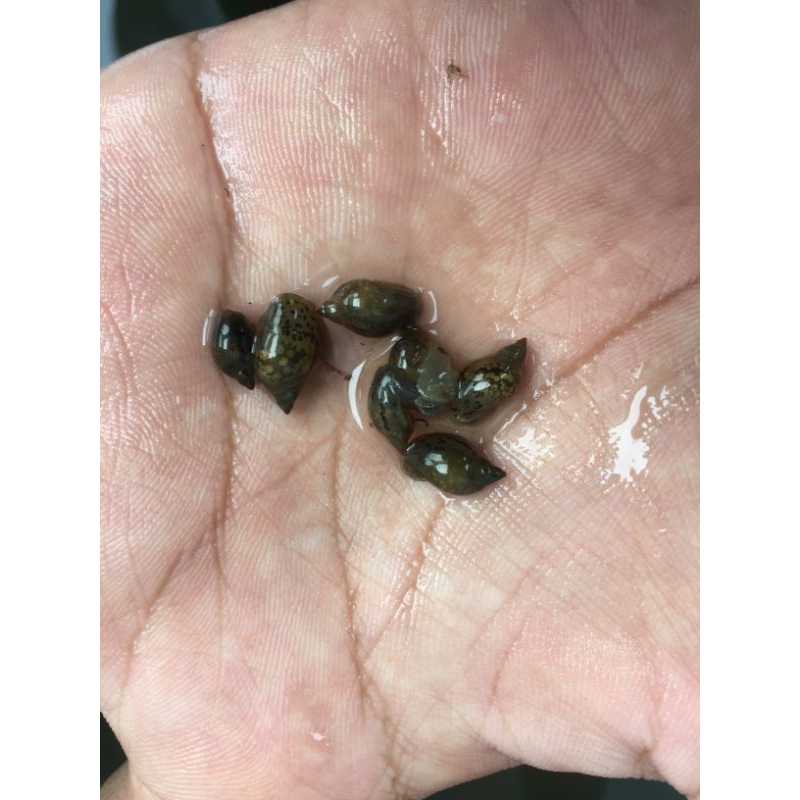 keong pembersih alga aquascape