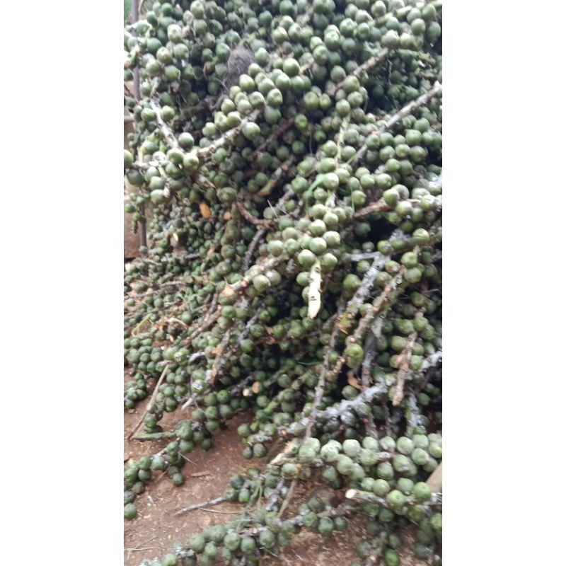 

buah kolan kaling mentah original segar/ buah aren mentah baru petik masih segar 1kg ready
