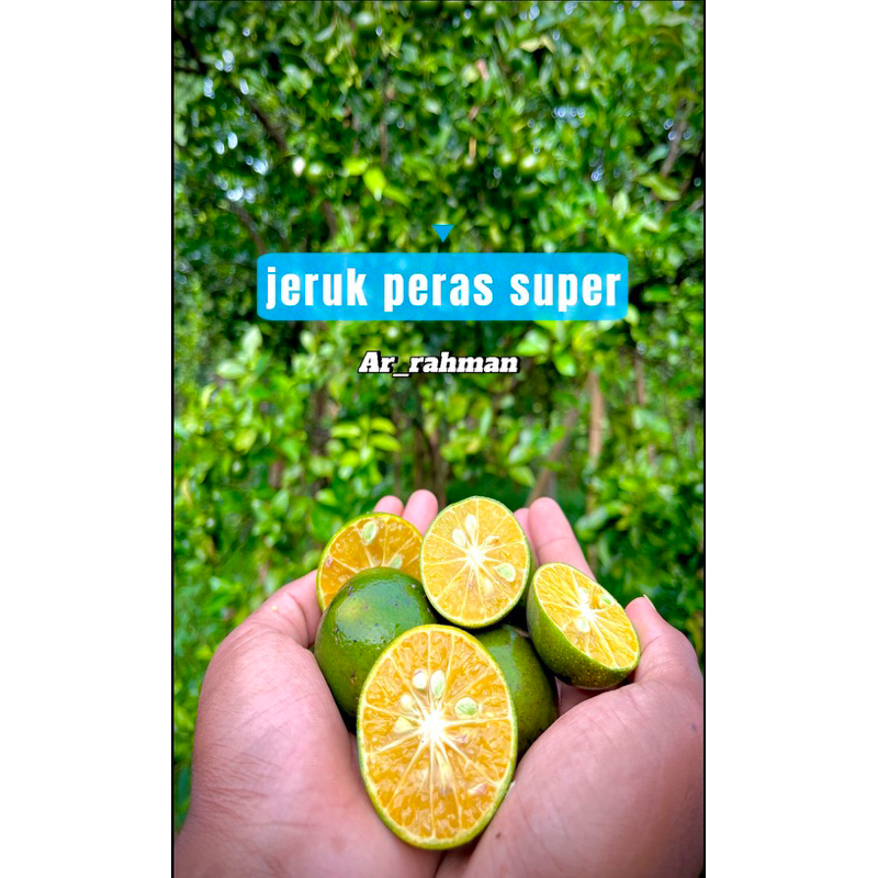 

jeruk peras super 1 kg, grosir juga bisa