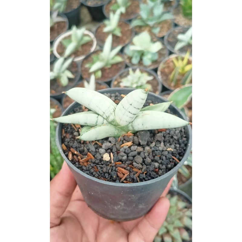 Sansevieria boncel platinum