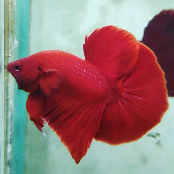 Halfmoon Plakat HMPK Super Red Jantan Betina 4-5  Bulan