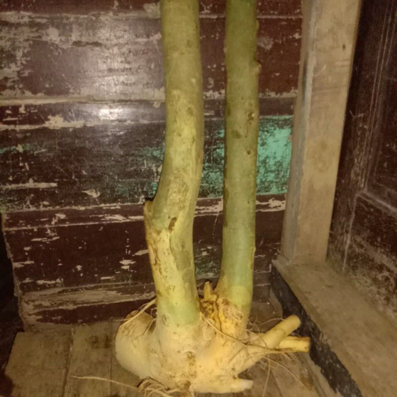 bahan bonsai serut dongkelan besar