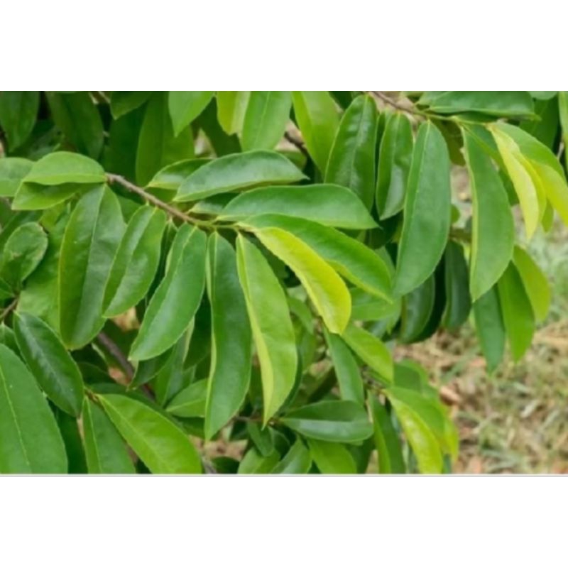 

Daun sirsak segar baru di petik250gr