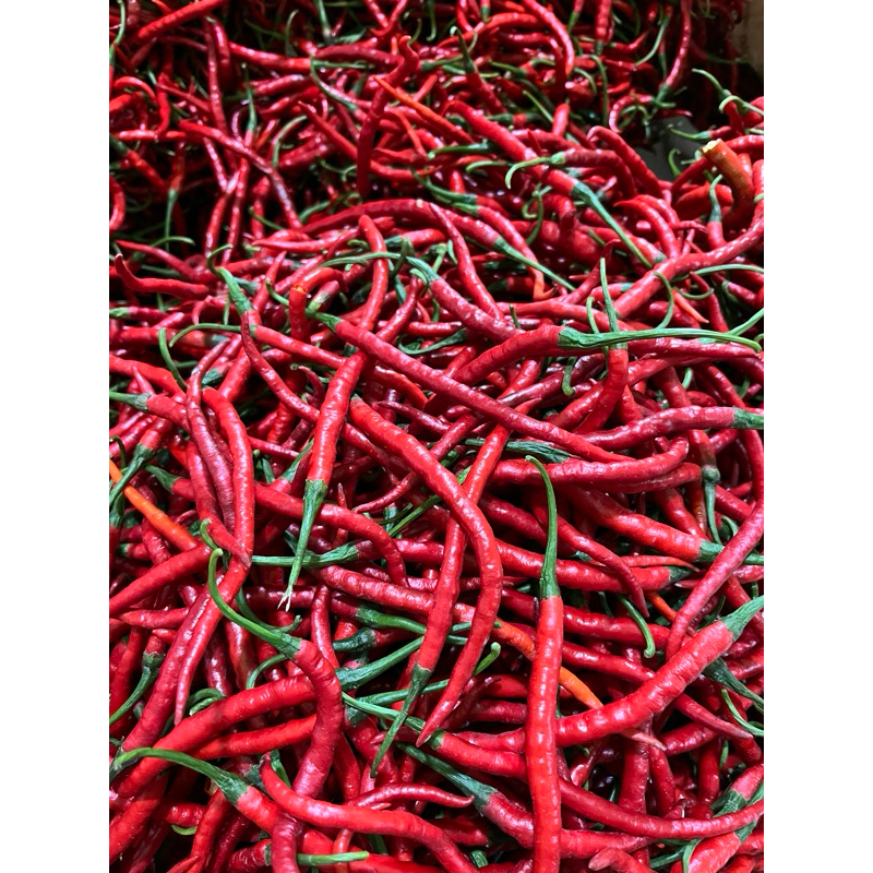 

CMK Cabe Merah Keriting