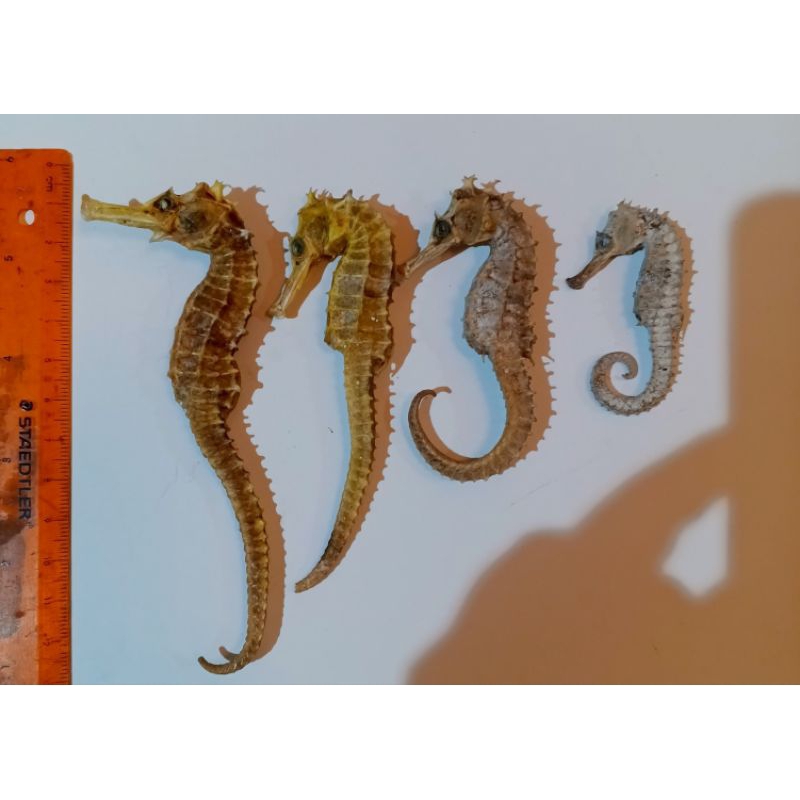 

KUDA LAUT KERING SIZE 8CM SAMAPAI 10 CM Kualitas GRADE A