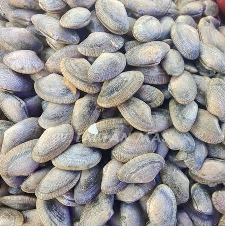 Kerang Batik 1Kg Kerang Batik Hidup Kerang Batik Segar Seafood Ikan Laut Segar