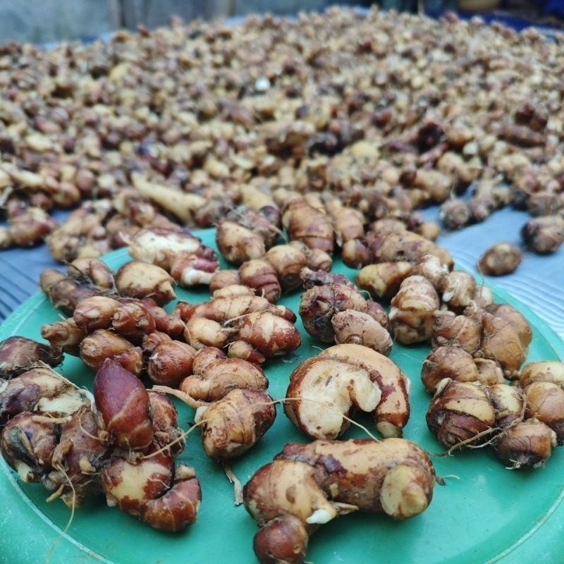 

Kencur/Cikur segar 1 kg Masih Segar Bersih seblak