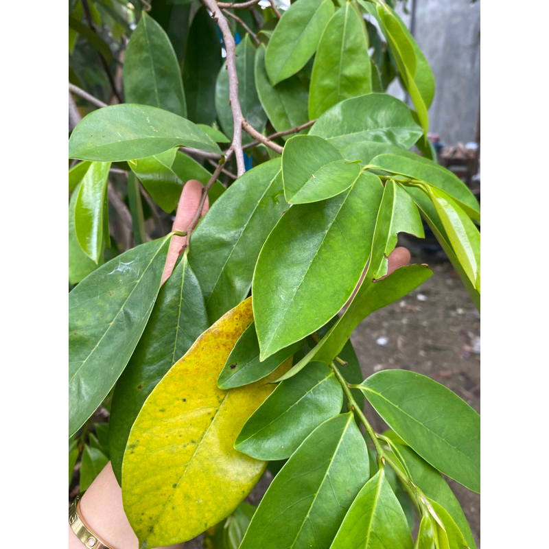 

Daun sirsak segar baru petik di pohon premium fresh
