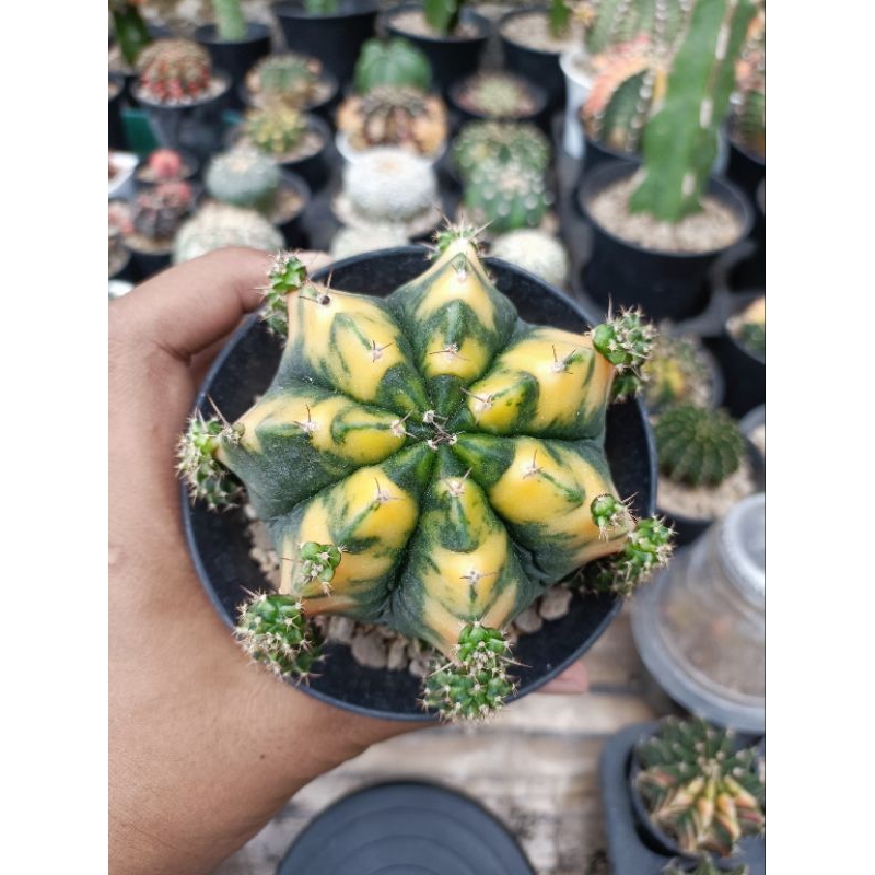 kaktus miha yellow / miha moonlover