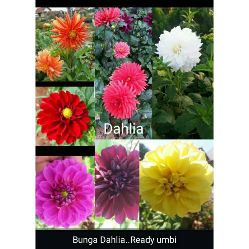 umbi Dahlia