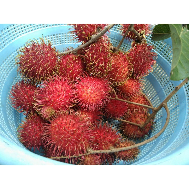 

Buah rambutan