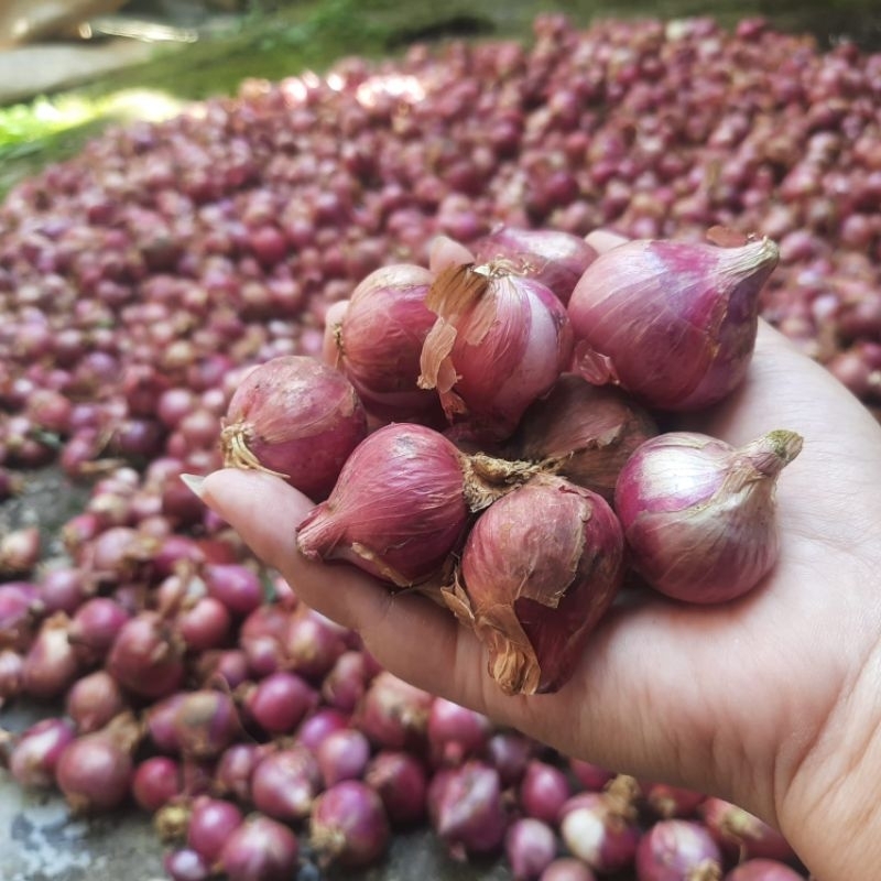 

bawang merah garut segar 800gr