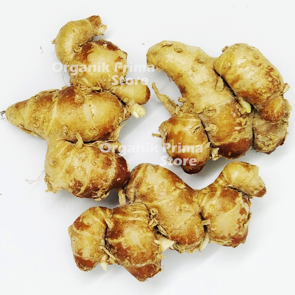

Kencur Jamu Segar 1kg Organik