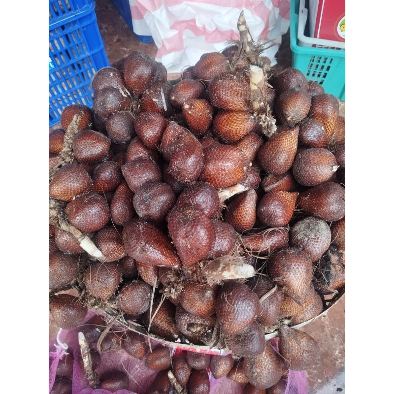 

Salak Pondoh