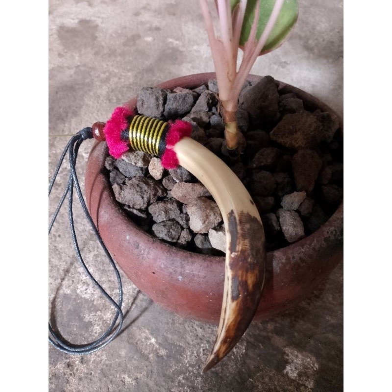 kalung etnik taring babi