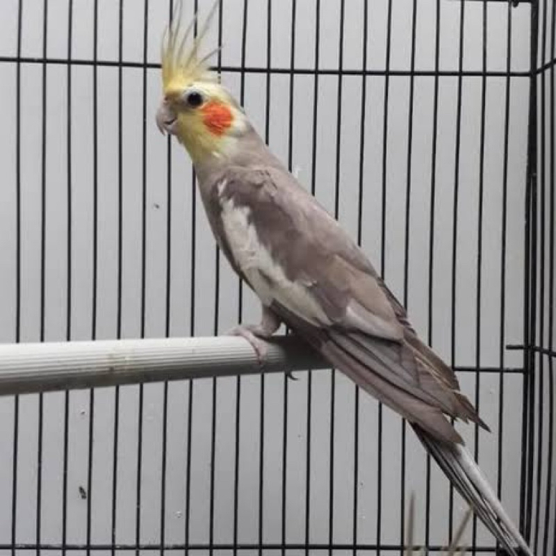 FALK AUSTRALI Dewasa pilihan warna gelap