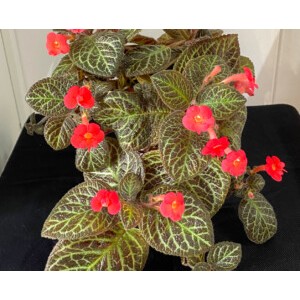 TANAMAN HIAS MURAH EPISCIA KARLYN