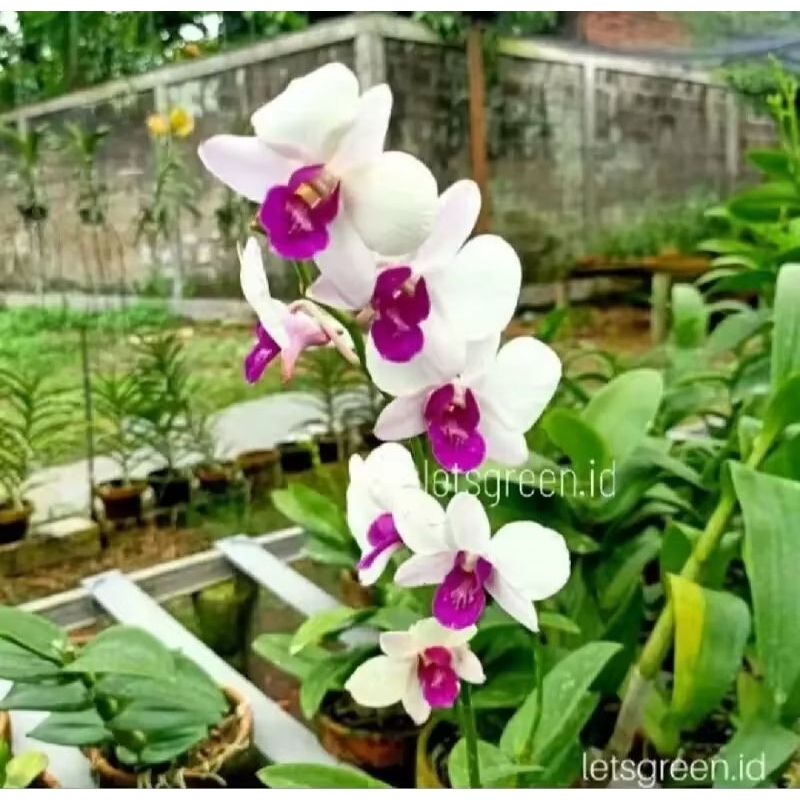 SEEDLING ANGGREK DENDROBIUM WONLENG SEEDLING ANGGREK DENDROBIUM WONLENG