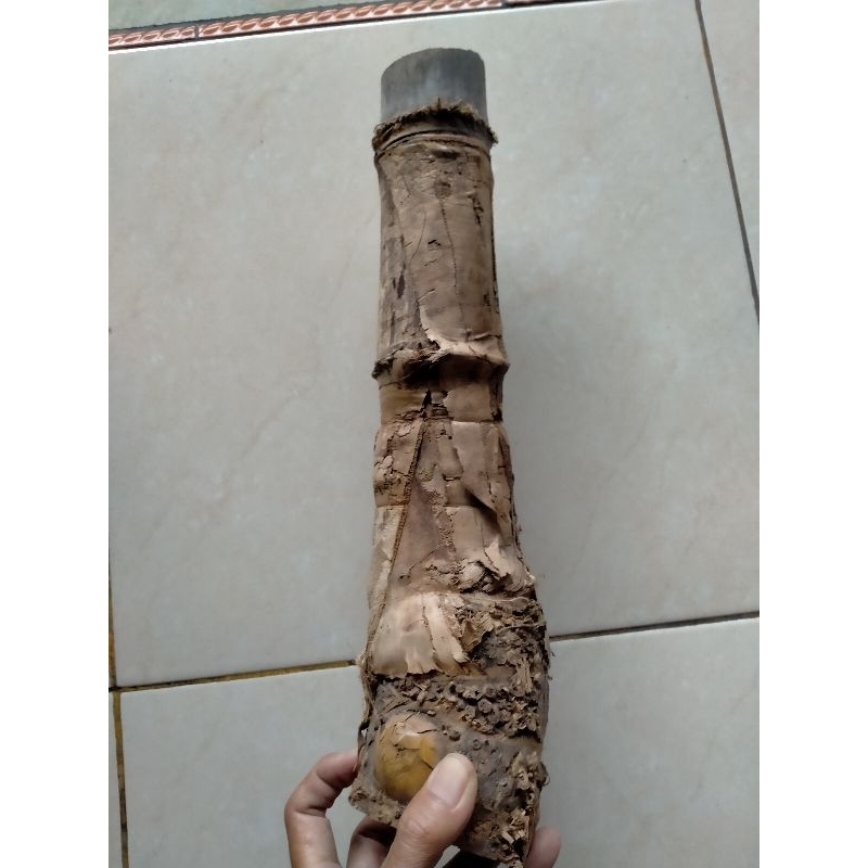 BAMBU UNIK PETUK SLUMPRING SUNGSANG MANTAP