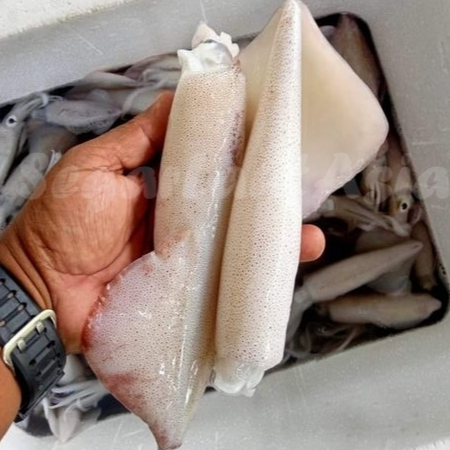Cumi Sero Jumbo Cumi Sero Jumbo 1Kg Seafood Cumi Cumi Segar
