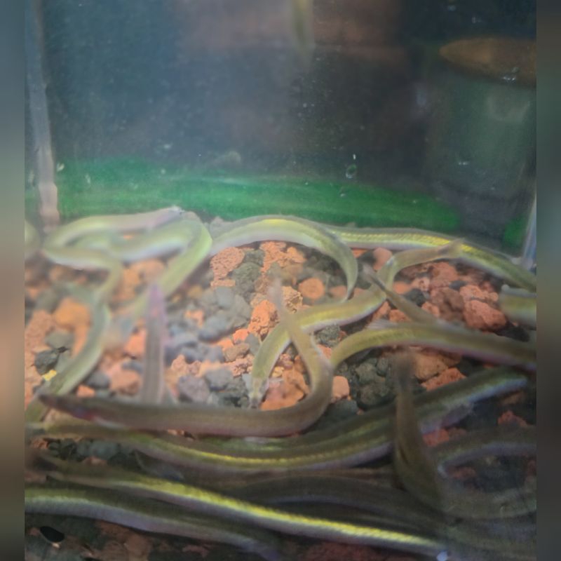 paket 5 black golden kuhli loach hiasan aquarium/aquascape