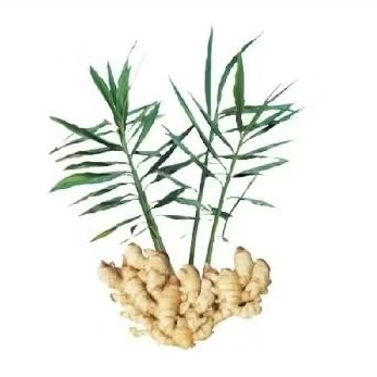 bibit jahe siap tanam