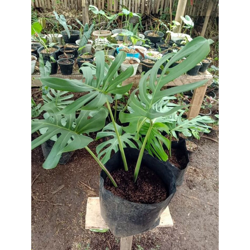 Tanaman Monstera Brazilian
