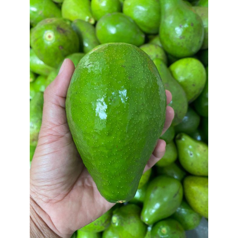 

Alpukat Mentega 2 kg