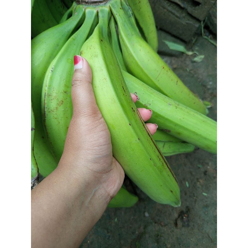 

PISANG TANDUK SUPER 3 BIJI
