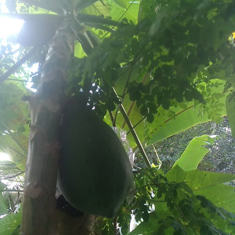 

pepaya muda 1kg petik dadakan freshh
