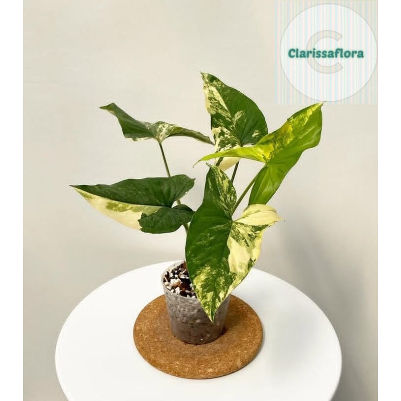 Tanaman syngonium varigata yellow / pohon syngonium var kuning