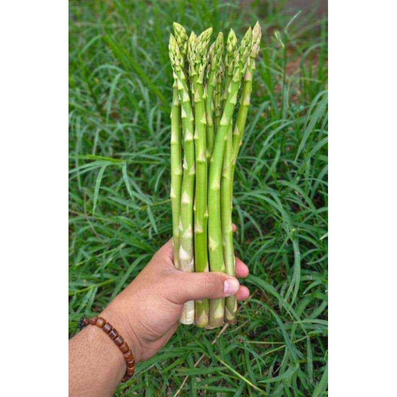

ASPARAGUS 500GRAM FRESH