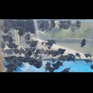 Ikan molly balon black cawang