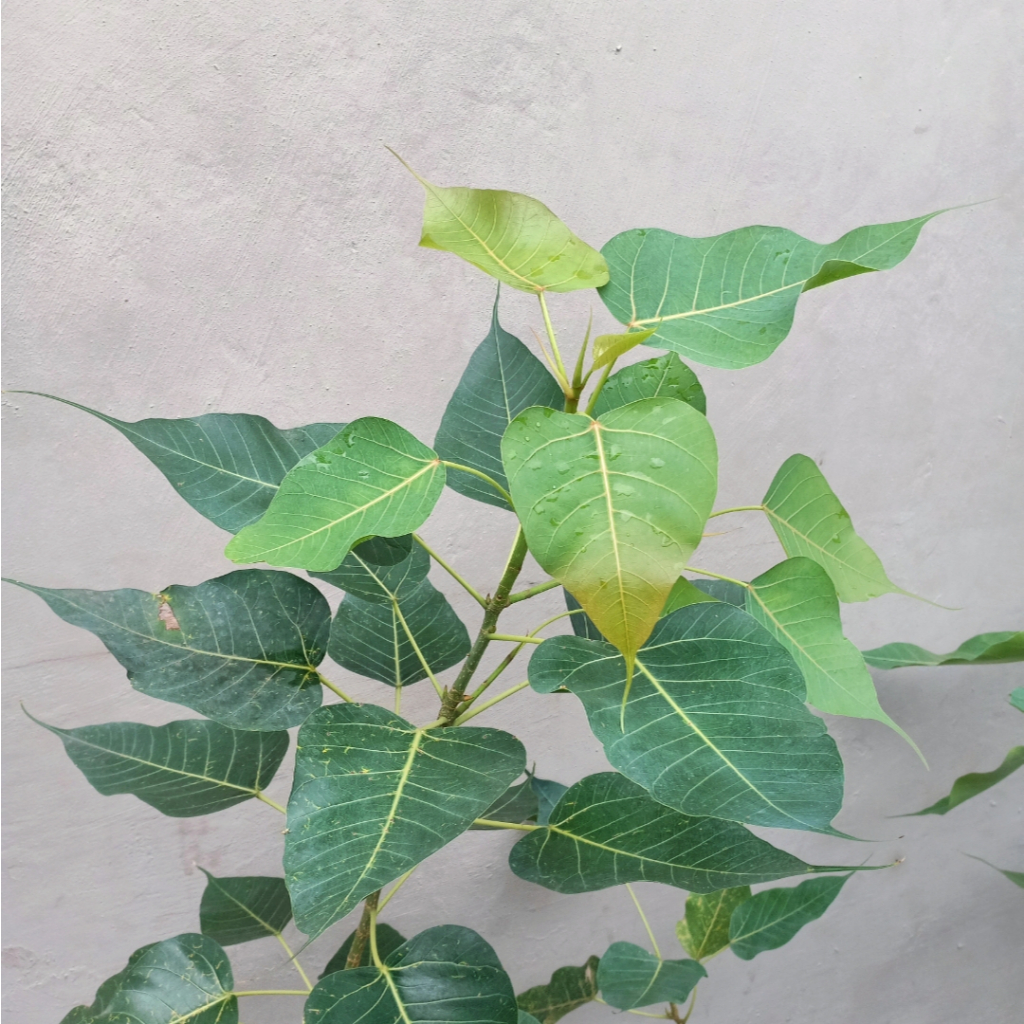 Bibit Tanaman / Pohon Bodhi (Ficus religiosa) Asli