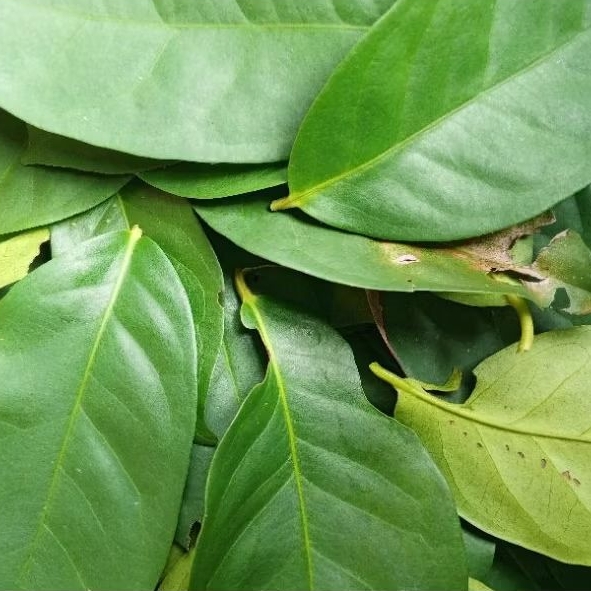 

Daun Salam Segar 300gr Bumbu Dapur||Rempah