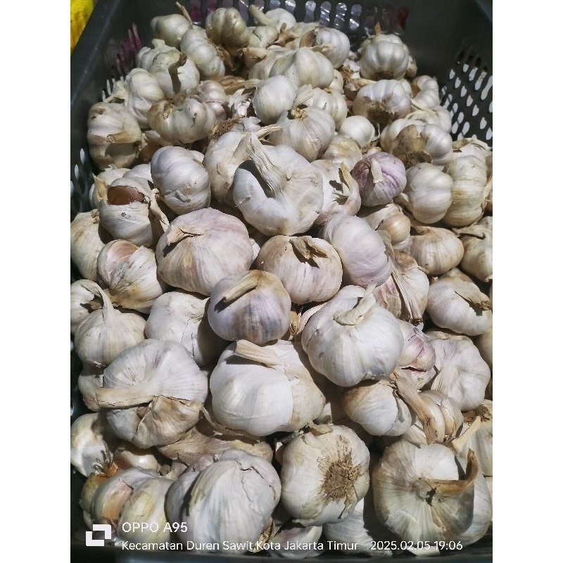 

Bawang Putih Honan Fresh 1kg