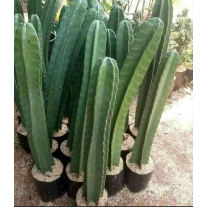 TanamanHiasKaktusKoboy/koboy