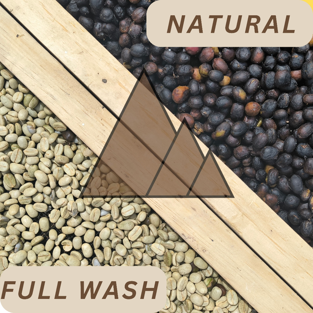 

green bean kopi arabika kintamani (sampel natural dan fullwash)