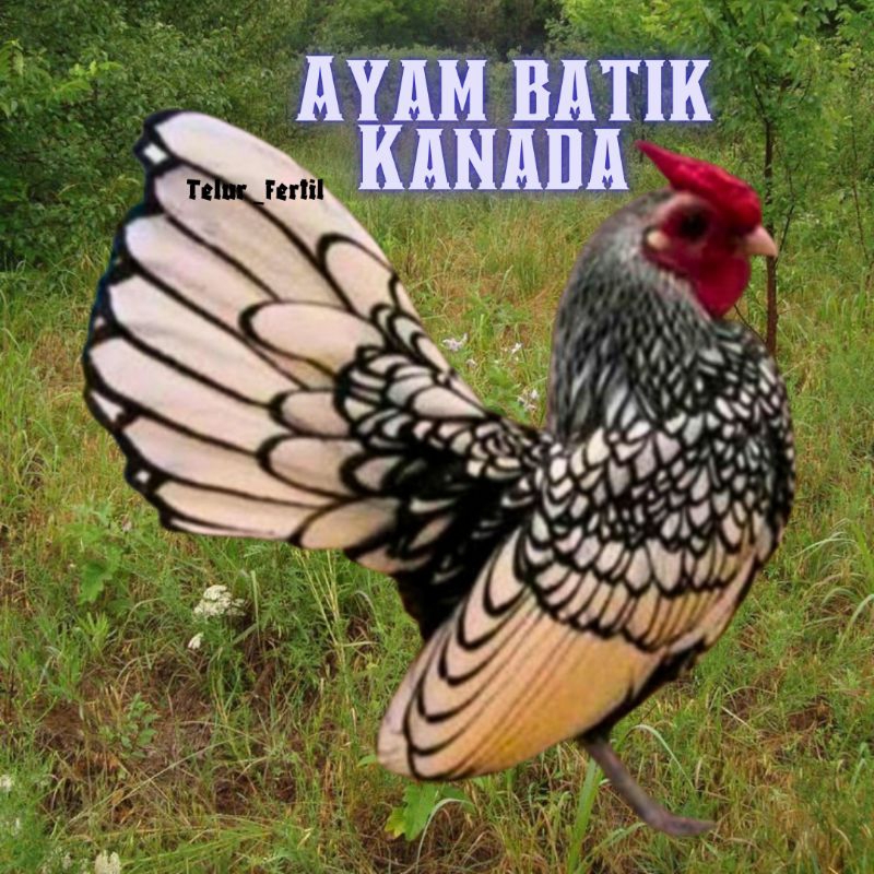 telur ayam batik kanada / ayam kate hias untuk ditetaskan