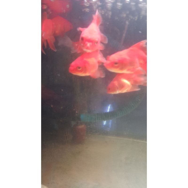 mas koki oranda jambul (paket isi 5 ekor)